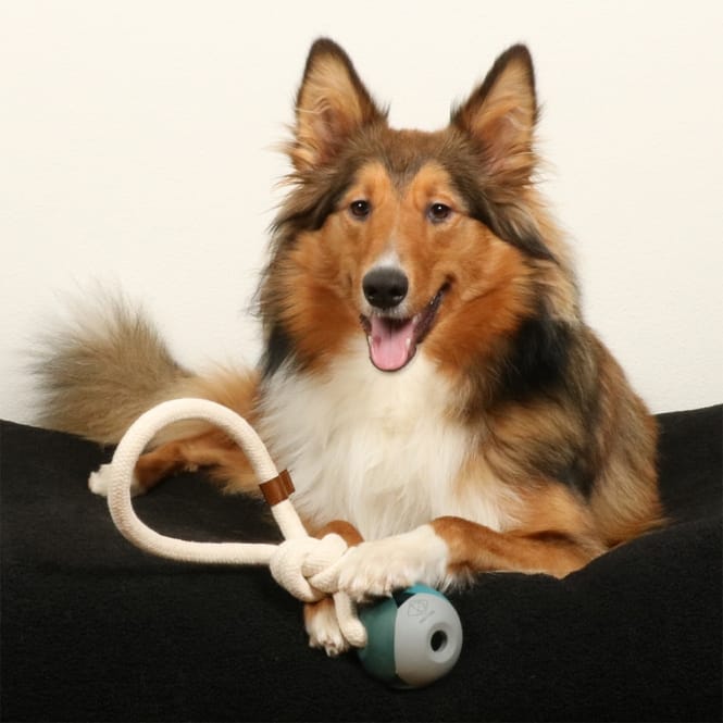 D&D Hundespielzeug Nora - lagoon – Bild 4